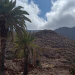 Landscape of Mountains Behind a Palm Tree